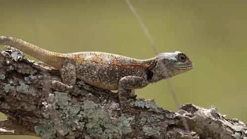 Full frame Agama tree lizard eats large insect on sunny tree branch