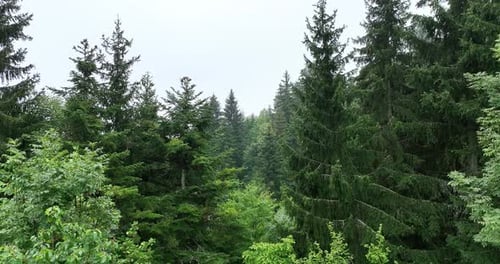 Lush Green Forest Aerial View