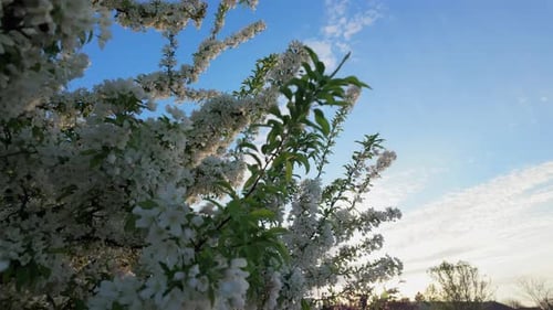 Blooming Tree Branches Against a Blue Sky