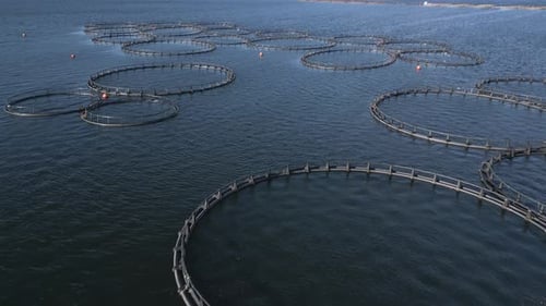 Drone Flying Over the Salmon Fish Farm in the River Aerial View