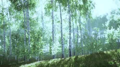 Spring in the Birch Grove Forest