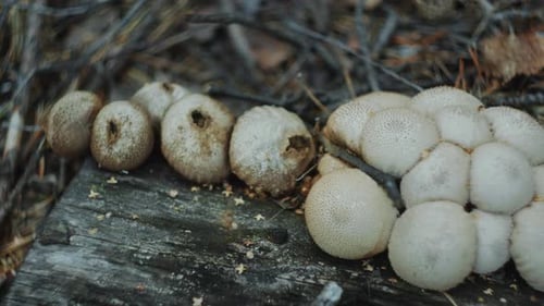 Cluster of Puffball Mushrooms Growing on Piece of Wood in Forest