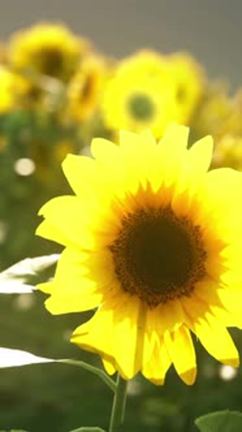 A Breathtaking Field of Vibrant Sunflowers Stretching Towards the Blue Sky