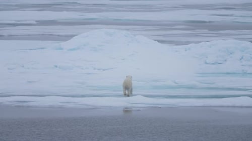 Slow Motion of Polar Bear Jumping Above Cold Water of Arctic Sea Between Ice Platforms