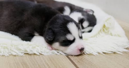 Two Adorable Husky Puppies Sleeping Together