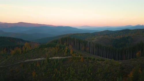 Blick von oben auf dunkle Berghügel, die mit kahlen Stellen abgeholzter Waldkiefern bedeckt sind, als Ergebnis von