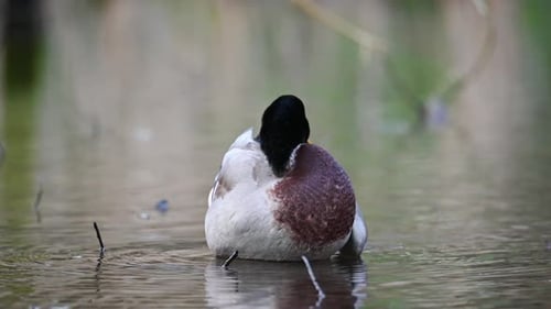 Beautiful male Mallard duck (Anas platyrhynchos) preening it's feathers on the lake