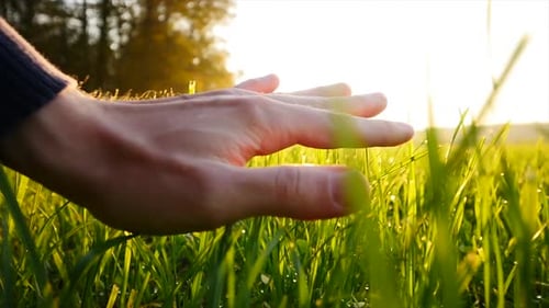 Persons Hand Touching Grass Field Outdoors in Nature at Sunset in Slow Motion