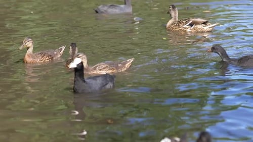 Slow motion footage of ducks feeding in a pond.