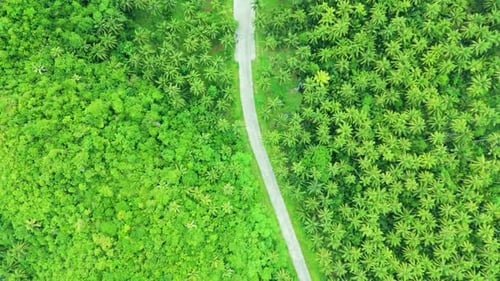 Luftaufnahme einer kurvenreichen Straße, die durch einen dichten tropischen Palmenwald mit üppigem Grün führt