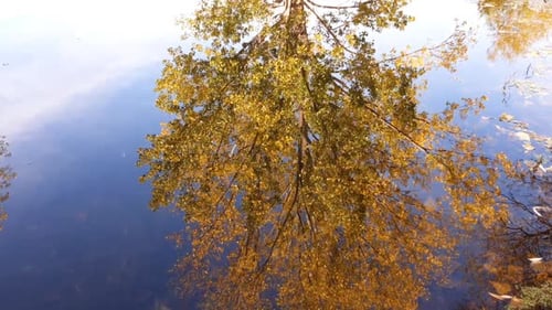 Ein bunter Herbstbaum spiegelt sich im Wasser eines ruhigen Sees. Kippe nach oben.