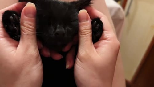Brazos femeninos acarician a un lindo gatito adormilado acostado sobre sus rodillas, manos de una niña acariciando a un pequeño gatito doméstico