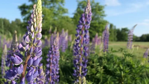 Purple lupine flowers growing in meadow, close up
