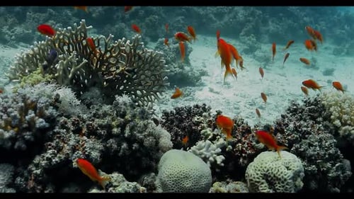 A Symphony of Life: Schools of Fish Swimming in Harmony in the Deep Blue Sea 4K