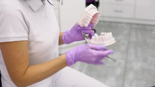 Experienced Dentist Sits at a Table with Jaw Teeth Samples in the Dental Office of a Professional