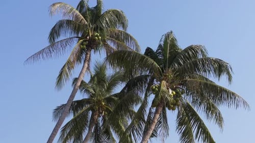 Palm Tree with Coconuts Against the Blue Sky Big Green Coconuts Thailand