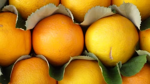 Ein wunderschönes Arrangement mit frischen Orangen und Zitronen, die kunstvoll in einem Korb präsentiert werden