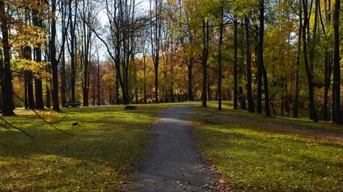 Falling leaves in the park during autumn.