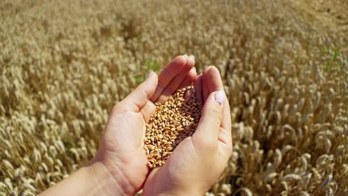 Handful of Golden Wheat Grains in Sunny Field