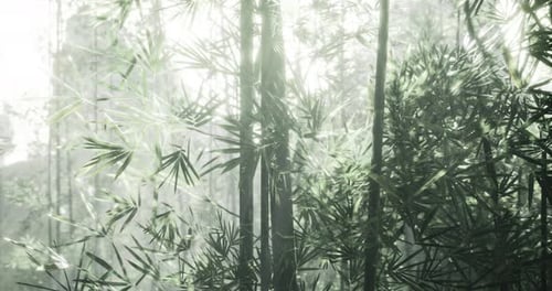 Bamboo Forest with Sunlight Filtering Through Leaves in an Atmospheric Setting