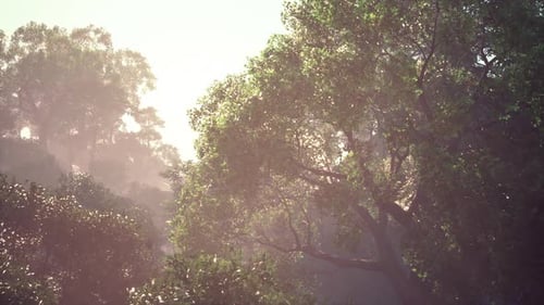 Tranquil Forest Canopy with Sunlight and Hazy Mist