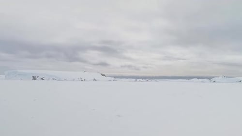 Snowy Winter Landscape on an Overcast Day