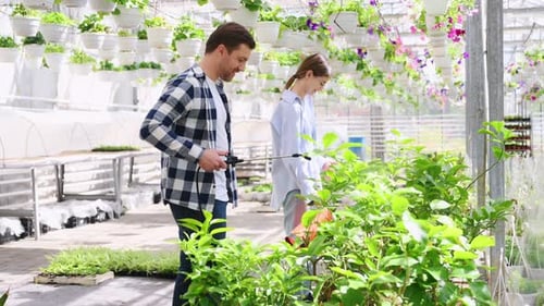 Couple Spraying Plants in Sunny Greenhouse