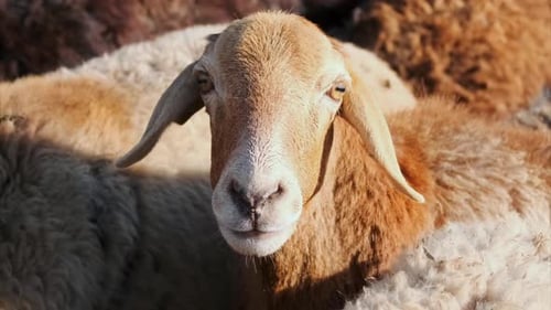 Sheep Face Closeup Shot Showing Animal Looking Toward Camera in Herd Rural Farming Scene for