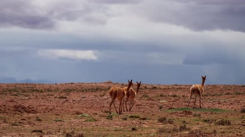 Rear view of wild vicunas walking in slomo over dry Siloli desert landscape