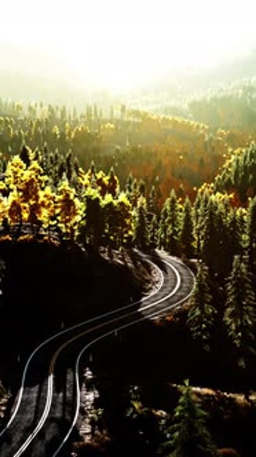 An Empty Road Winding Through a Picturesque Forest at Sunset