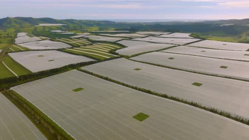 Fruit orchard with frost covering at sunrise in the bay of plenty, Drone flys forward