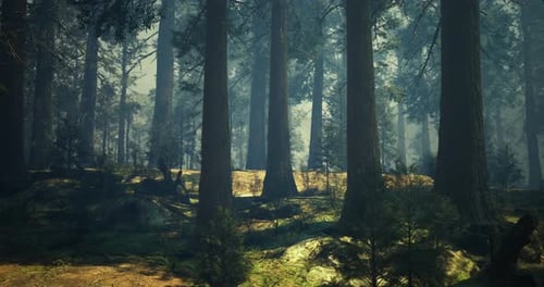 Sunlight Filtering Through Tall Trees in a Tranquil Forest Setting