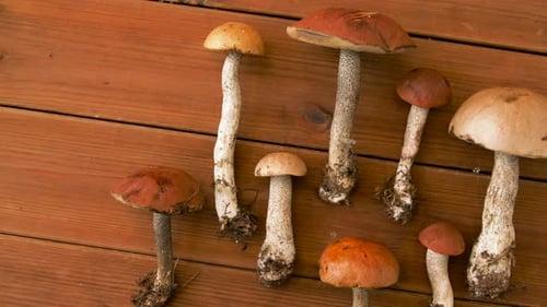 Freshly Picked Mushrooms Displayed on Wooden Surface