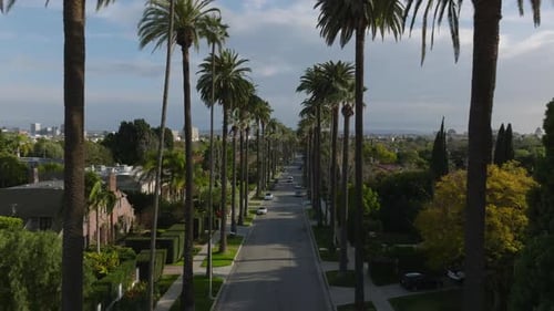 Forwards Fly Above Road Lined By Palm Trees and Luxurious Residencies Famous Beverly Hills at Golden