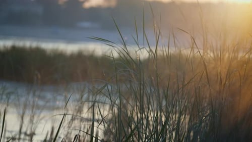 Close Up Reed Stems Illuminated Soft Sunrise Light. Green Marsh Grass Growing