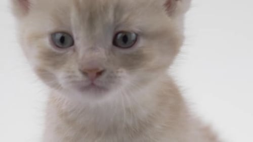 Close Up of Adorable Fluffy Kitten Meowing
