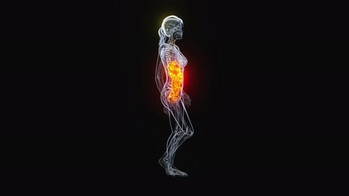 4K abstract animation of the gut