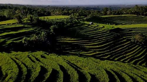 Drone Flying Over Terraced Rice Fields In Bali, Indonesia - aerial shot