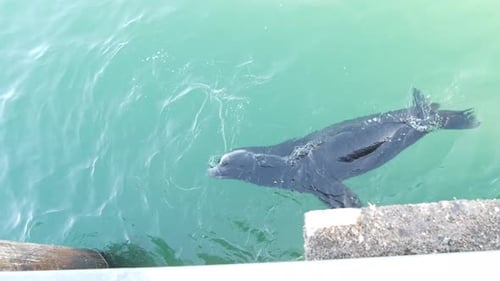 Wild Seal or Sea Lion Swimming Ocean Water Big Alpha Male