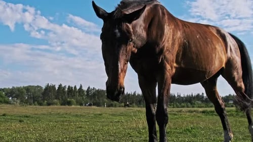 Braunes Pferd grast in Zeitlupe auf einer grünen Wiese vor dem blauen Himmel