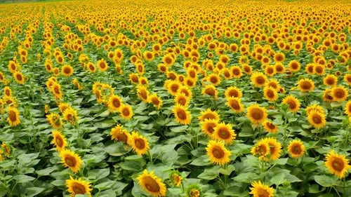 Field with blooming sunflowers. Aerial drone shot of large sunflower field.