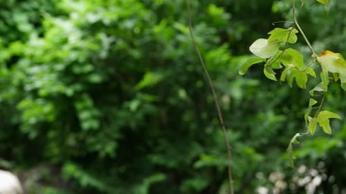 A leaf up close with blurred background and a tree branch with green leaves