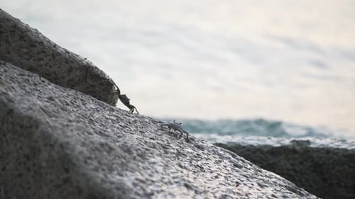 Two crabs walking along rocks in front of ocean, waves splashing over them. Close-up.