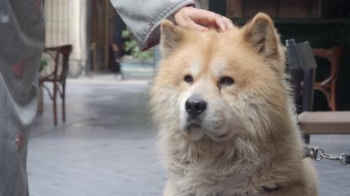 Dog Enjoying Attention in a Quiet Outdoor Setting