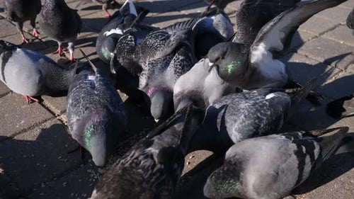 Pigeons the City
