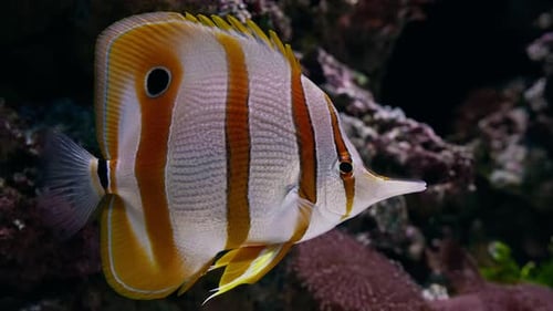 Many Different Beautiful Exotics Fish Swiming Marine Life Exotic Fish