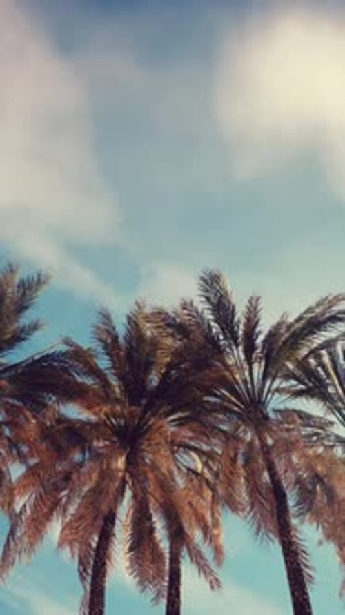 Palm Trees Vintage Toned Perspective View to the Sky