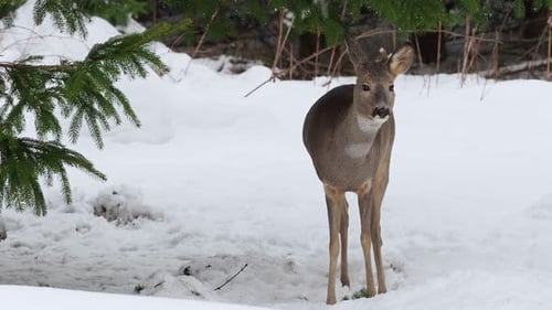 Young Deer Eating in Snow Covered Forest