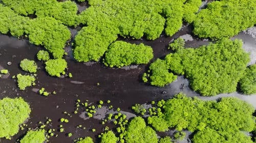Mangrove Trees Scattered in Muddy Tidal Water Siargao Philippines