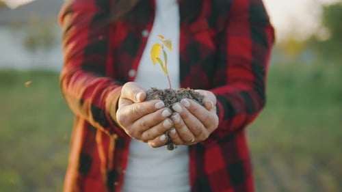 Female Hands Hold a Small Green Sprout in Fertile Soil Ready for Planting